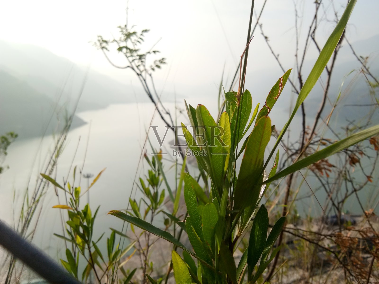 绿色的离开照片摄影图片