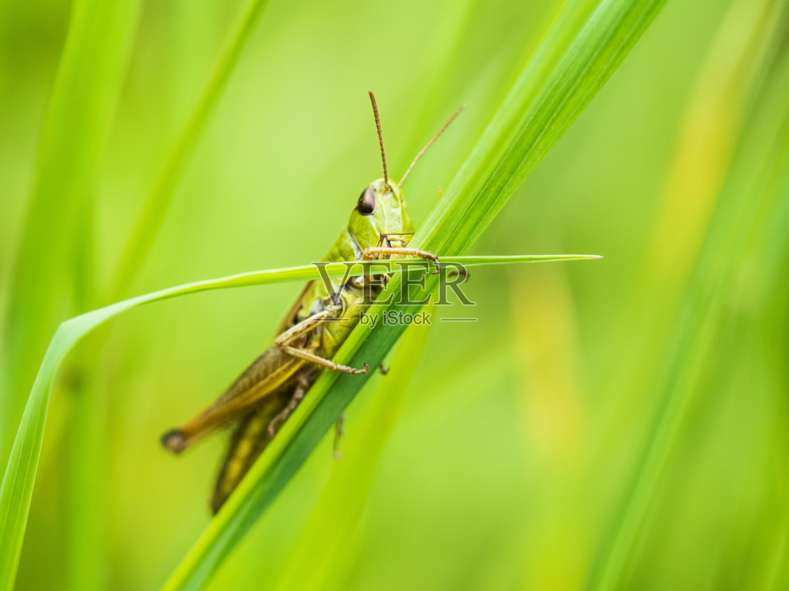 绿蝗虫坐在鹅肝上照片摄影图片
