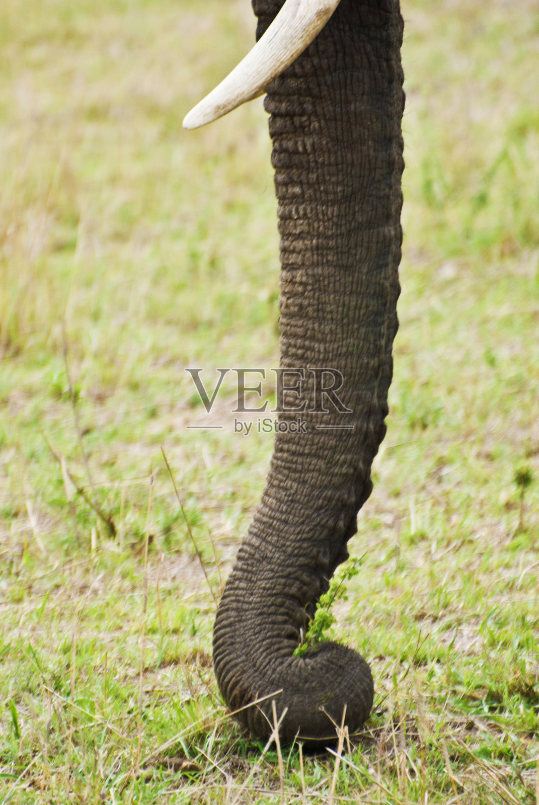 非洲象的象鼻和象牙照片摄影图片