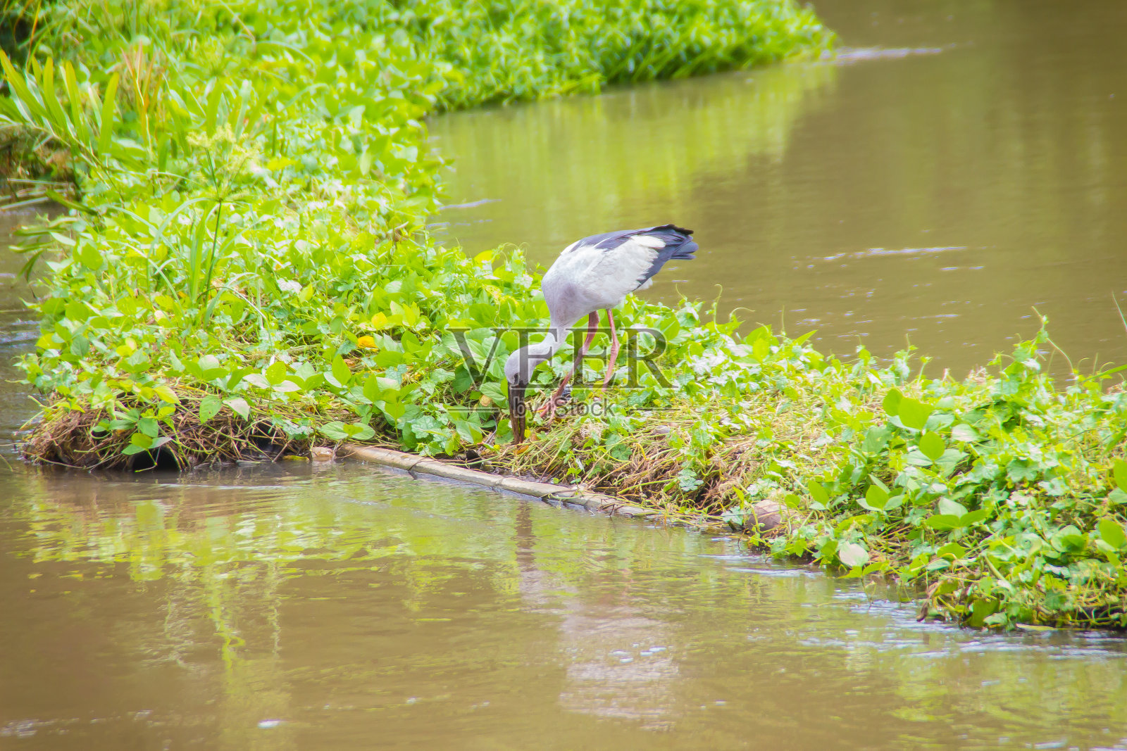 可爱的亚洲鹤鸟(亚洲鹤鸟)正在河边寻找蜗牛，这是它们的主要猎物。鹤嘴鹎是鹤科中一种大型涉禽照片摄影图片