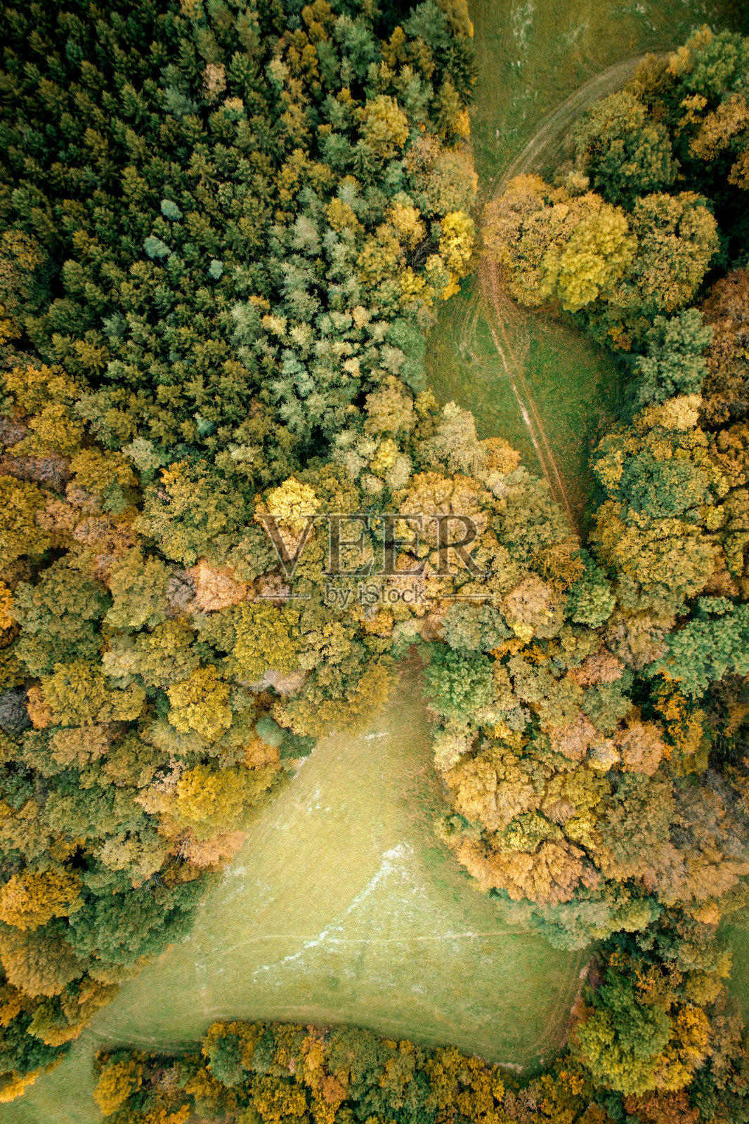 鸟瞰图树木生长在森林在秋季照片摄影图片
