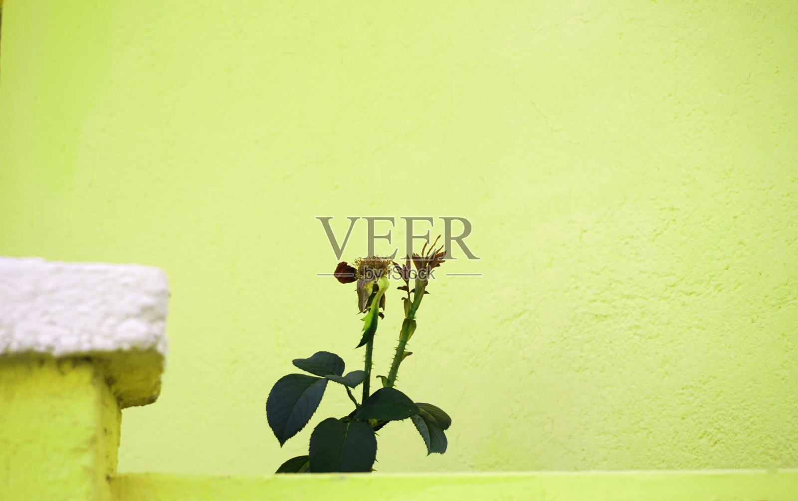 植物在明亮的石灰绿色背景下照片摄影图片