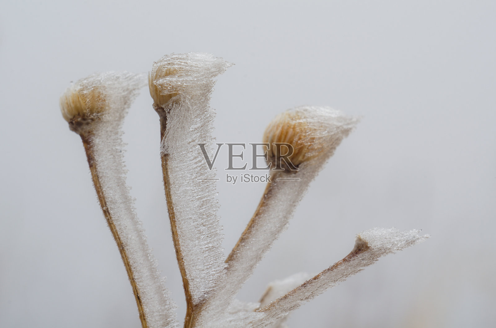 春冰中的植物照片摄影图片