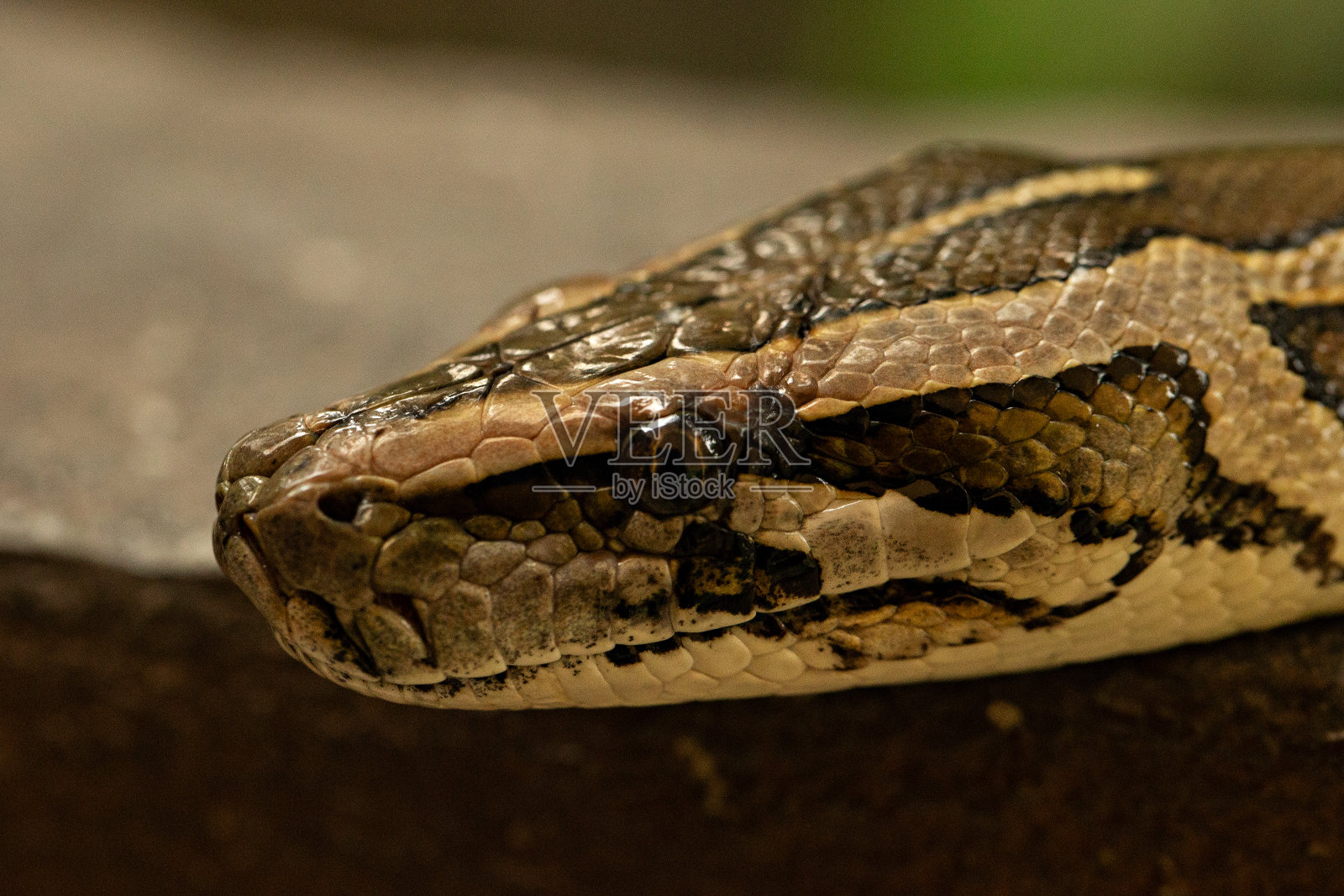 特写头射印度蟒(巨蟒molurus)。照片摄影图片