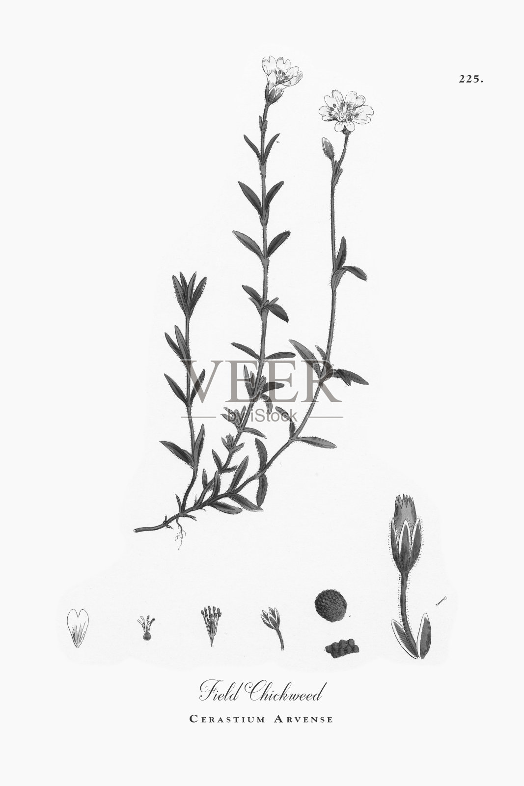 田野杂草，Cerastium Arvense，维多利亚植物学插图，1863年设计元素图片
