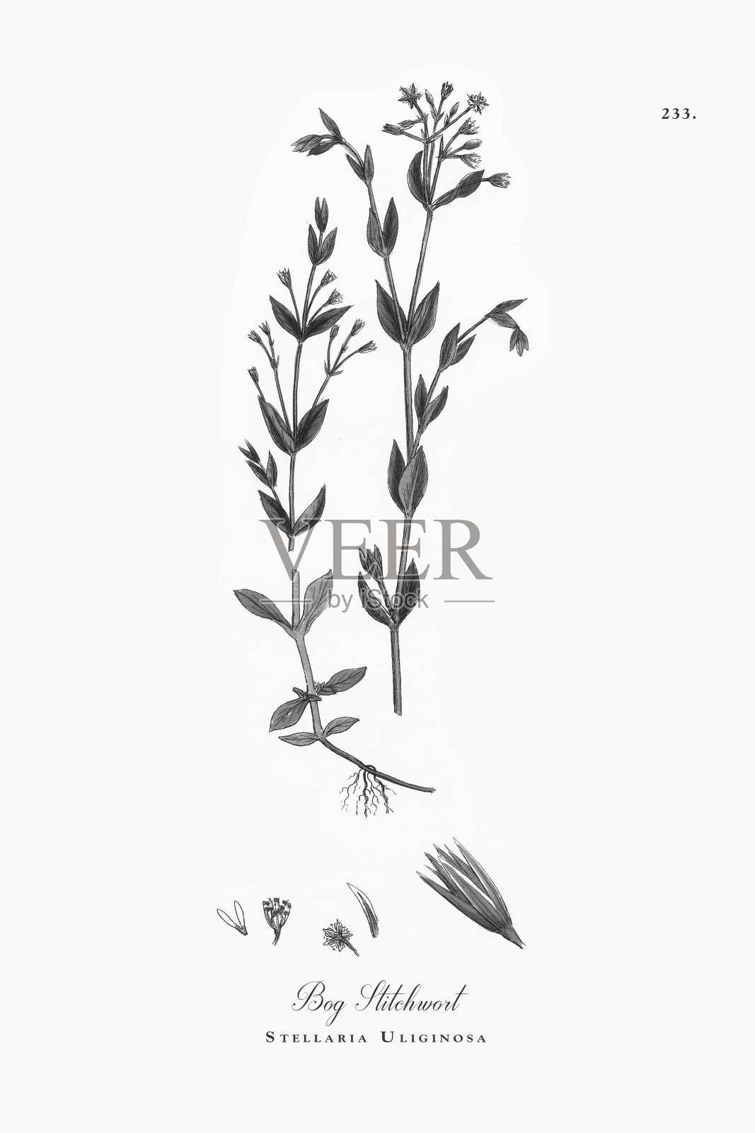 沼泽针草，Stellaria Uliginosa，维多利亚植物学插图，1863年设计元素图片