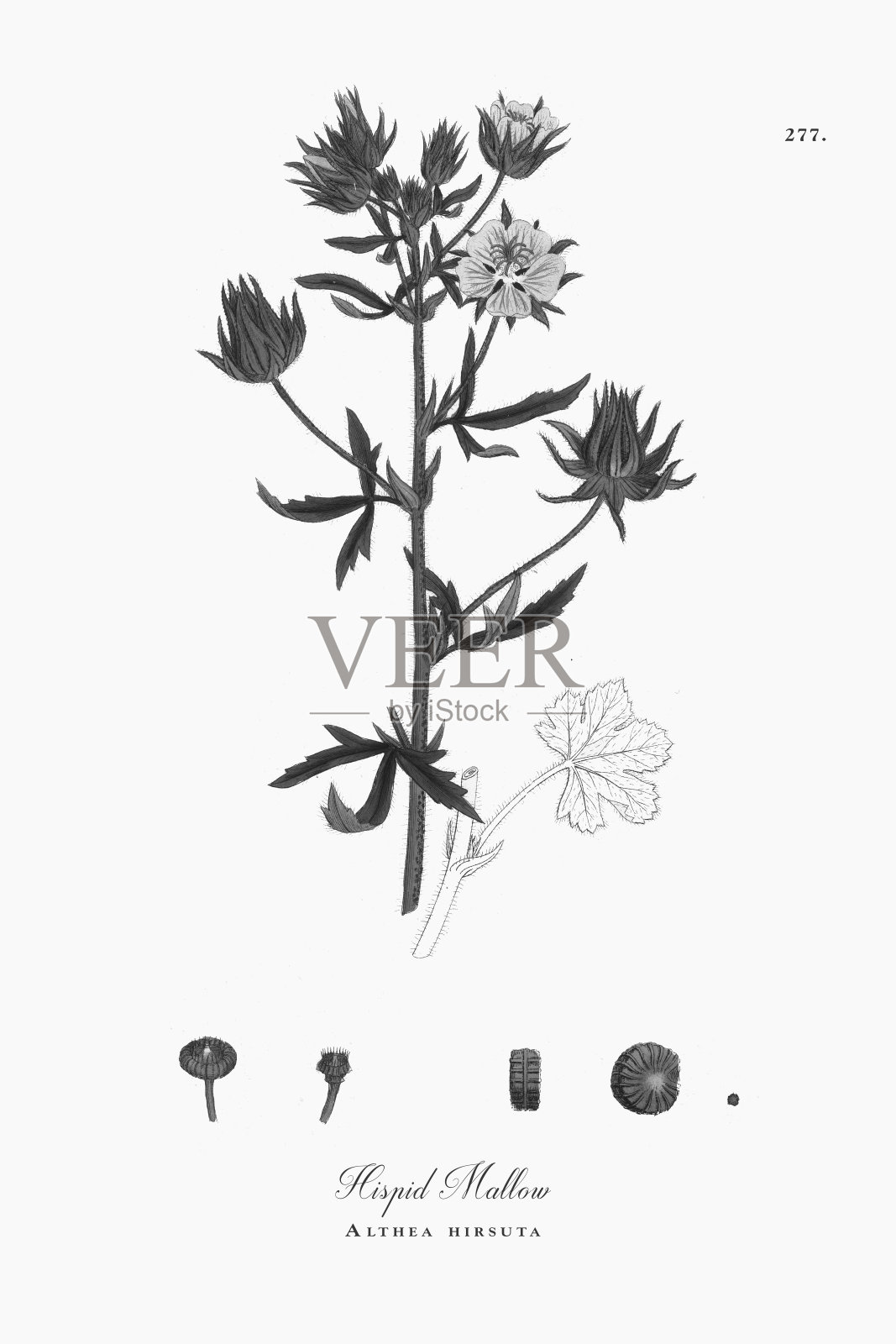硬毛锦葵，爱尔西亚多毛，维多利亚植物学插图，1863插画图片素材