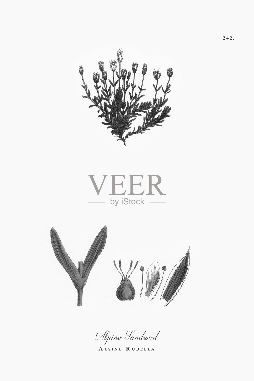 高山沙蒿，阿尔辛风疹，维多利亚植物学插图，1863年插画图片素材