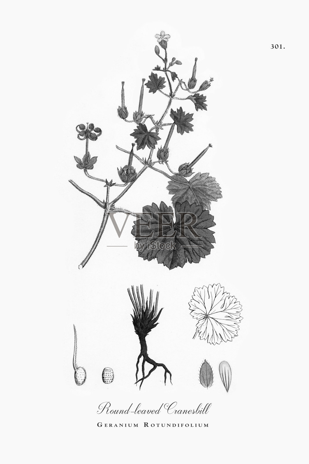 圆叶鹤嘴菊，圆形天竺葵，维多利亚植物学插图，1863年插画图片素材