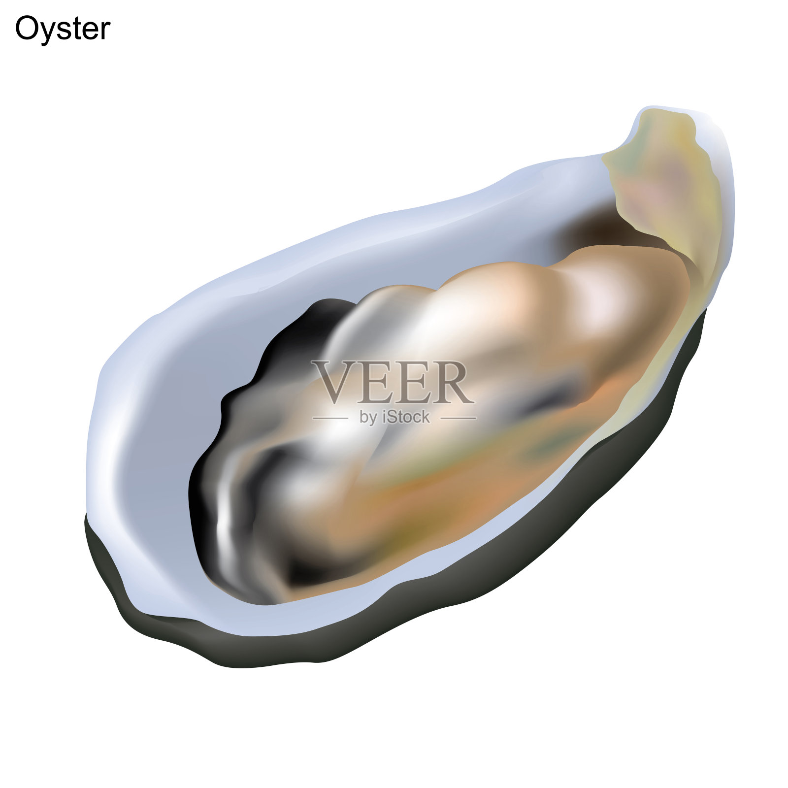 牡蛎壳插图在白色背景孤立。设计元素图片