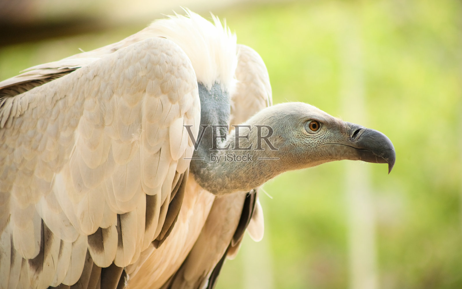 非洲秃鹫的特写照片摄影图片