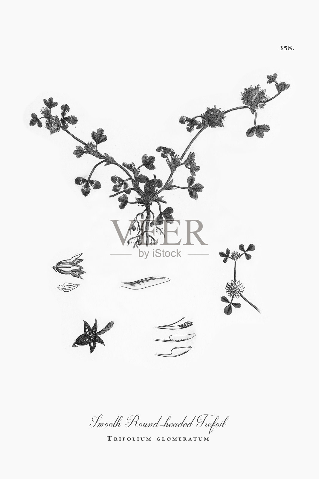 光滑圆头三叶，三叶车轴草，维多利亚植物学插图，1863年设计元素图片