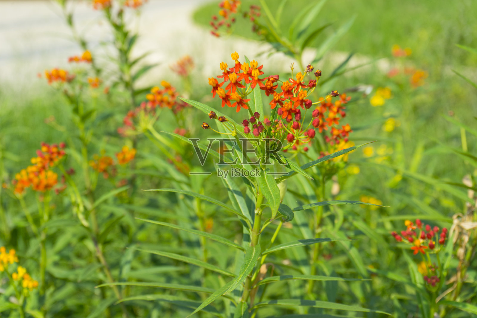 花园中的乳草或蝴蝶草照片摄影图片
