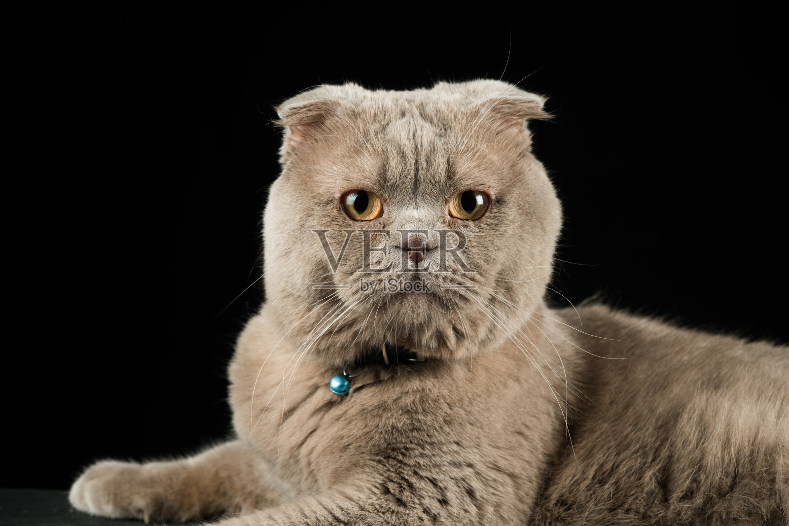 可爱的苏格兰折耳猫照片摄影图片