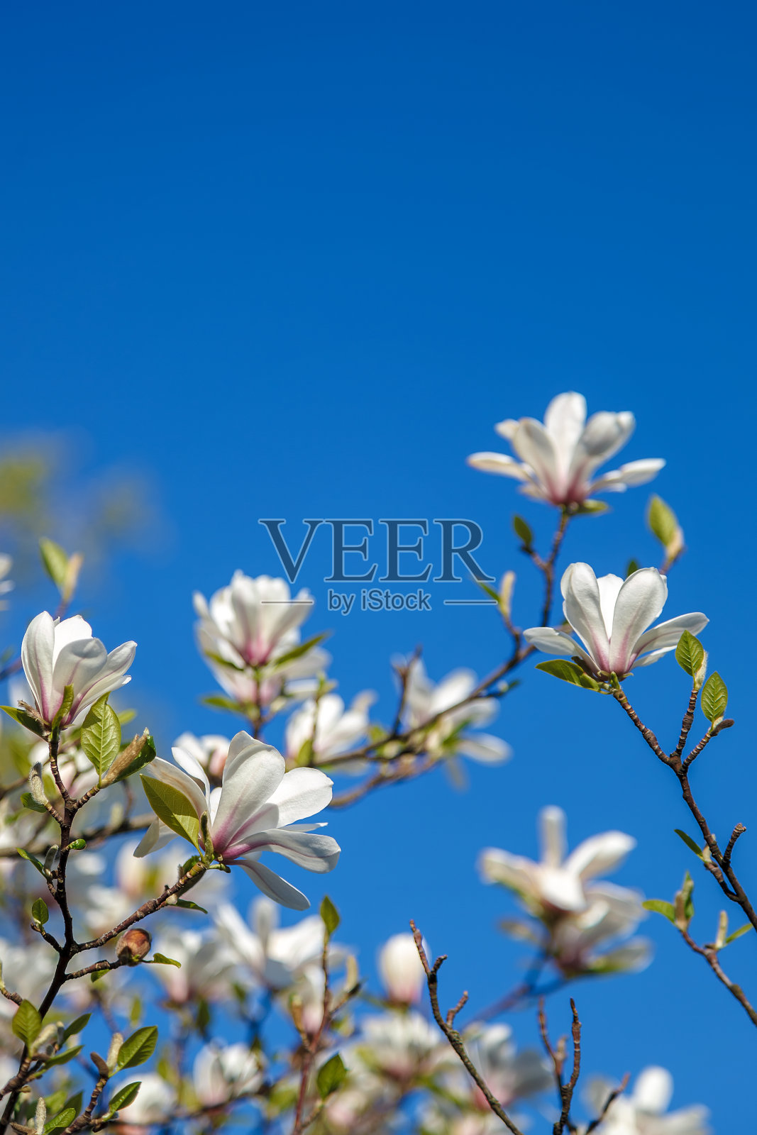 花枝掩映着蓝天的木兰树。照片摄影图片