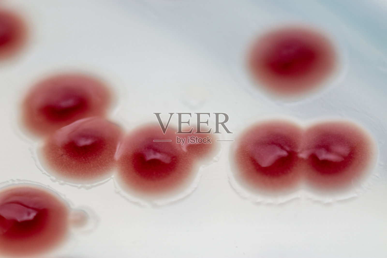 粘质沙雷氏菌(Serratia marcescens)是一种杆状革兰氏阴性菌，属于实验室微生物科肠杆菌科。照片摄影图片