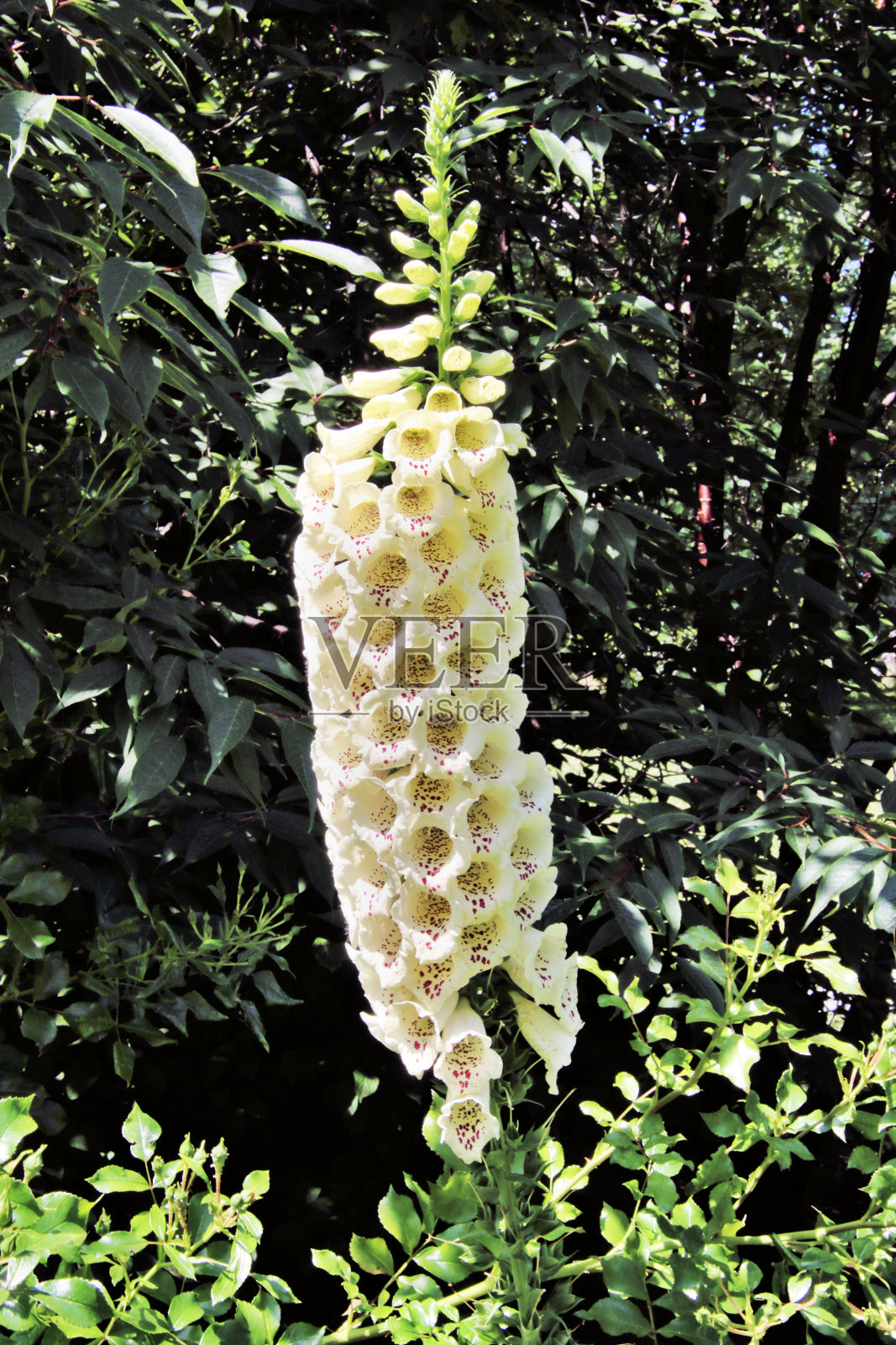 伦敦公园里的毛地黄照片摄影图片