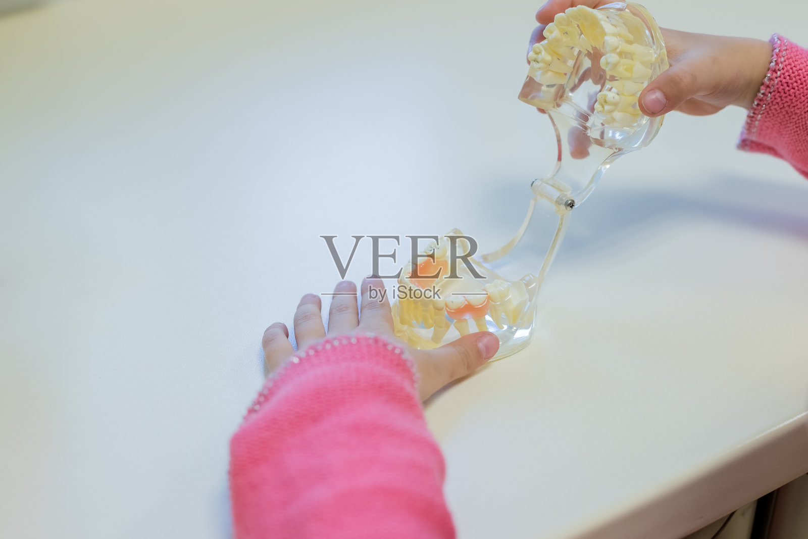 牙齿模型通过使用牙齿模型，带有复制空间，来演示孩子应该如何刷牙以获得良好的保健。口腔健康概念照片摄影图片