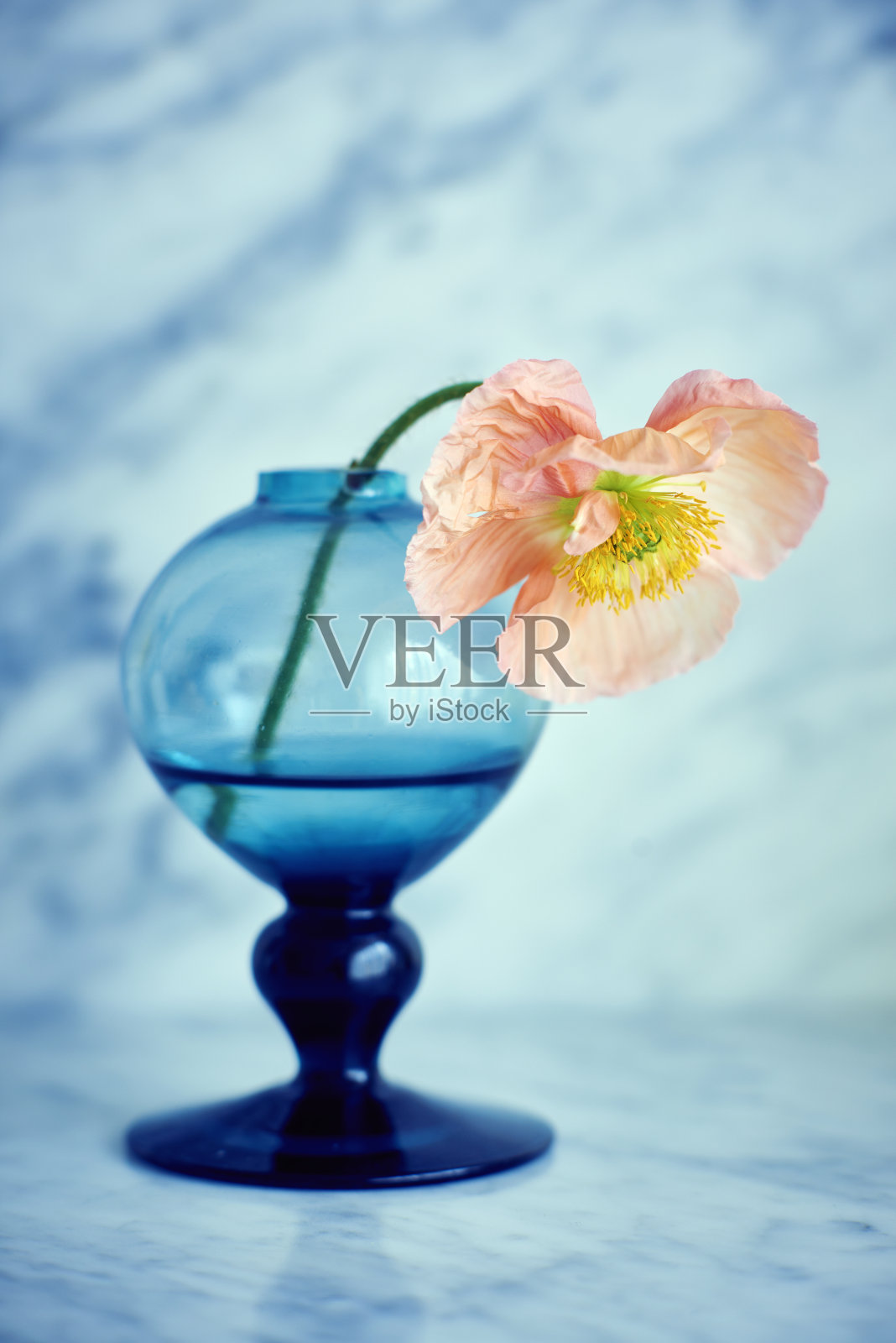 波比在玻璃花瓶里照片摄影图片