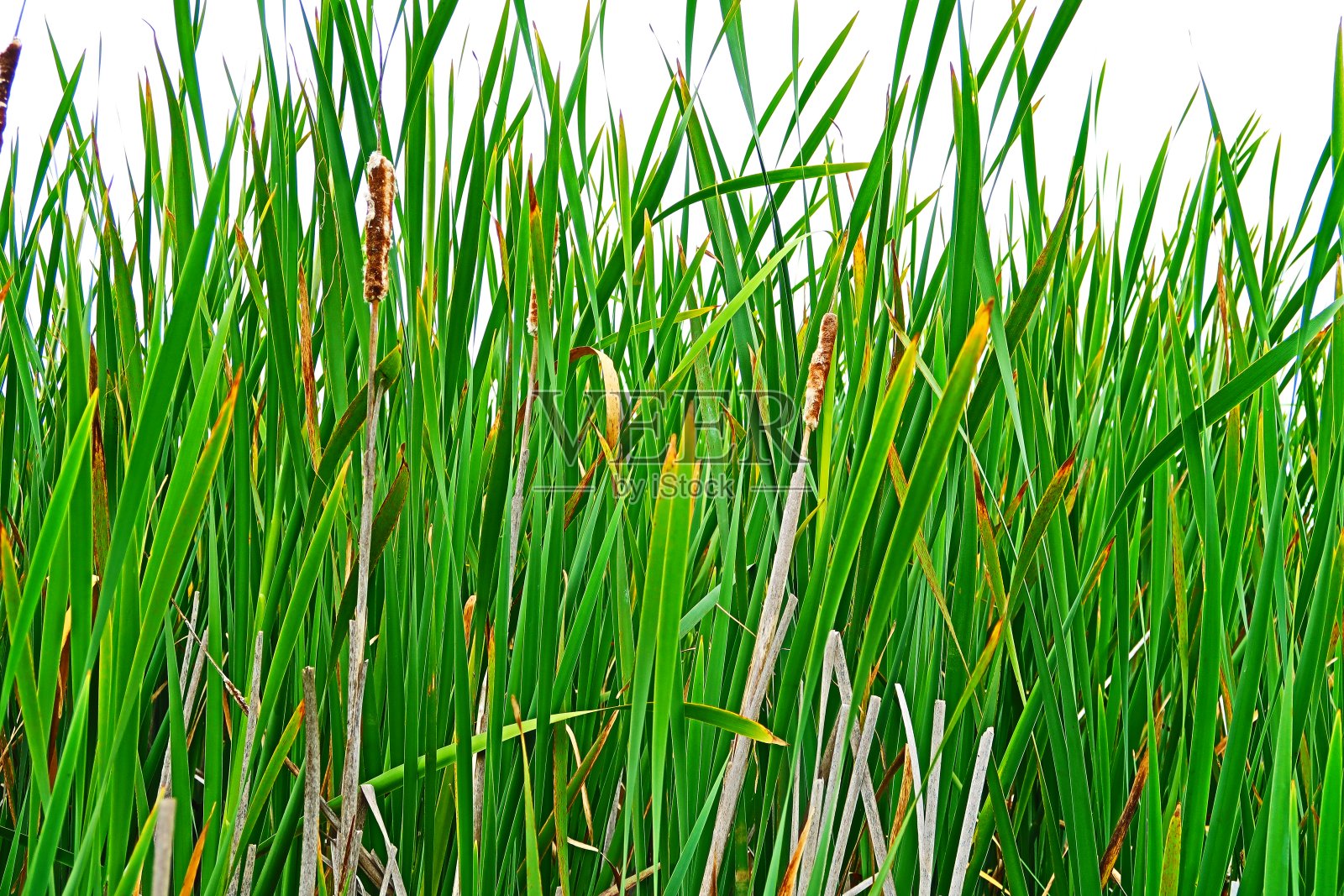 深绿色景观的北加州湿地照片摄影图片