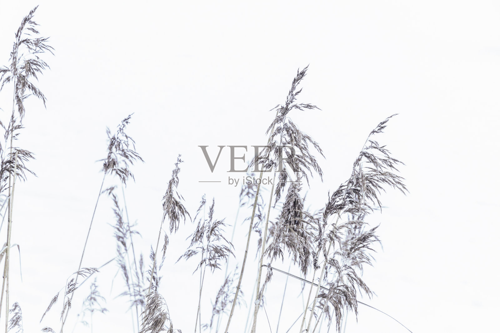 有雪和霜的干燥海岸芦苇照片摄影图片