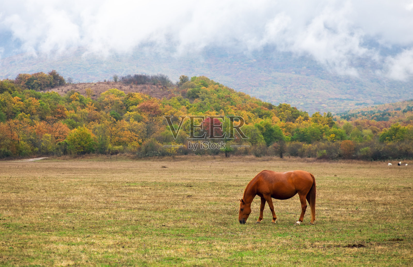 秋天，马在山附近的牧场上吃草。照片摄影图片