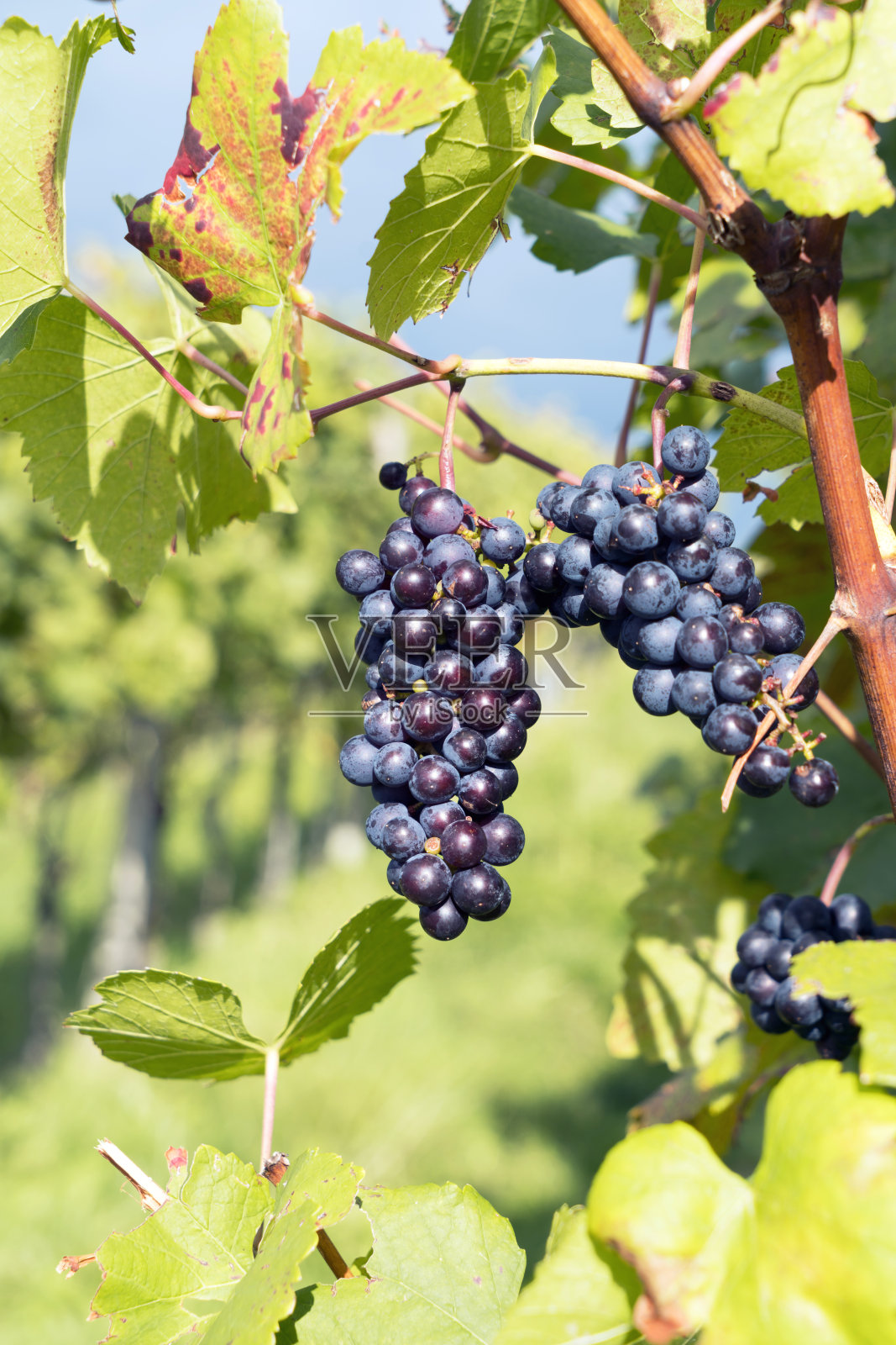 葡萄树在秋天照片摄影图片