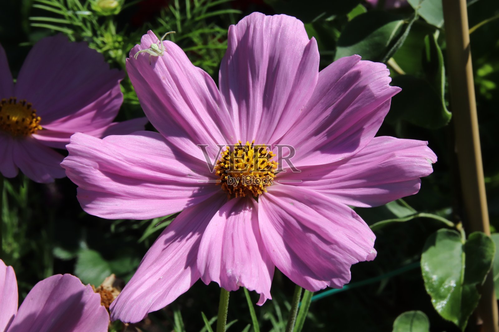 蜘蛛在宇宙花上照片摄影图片