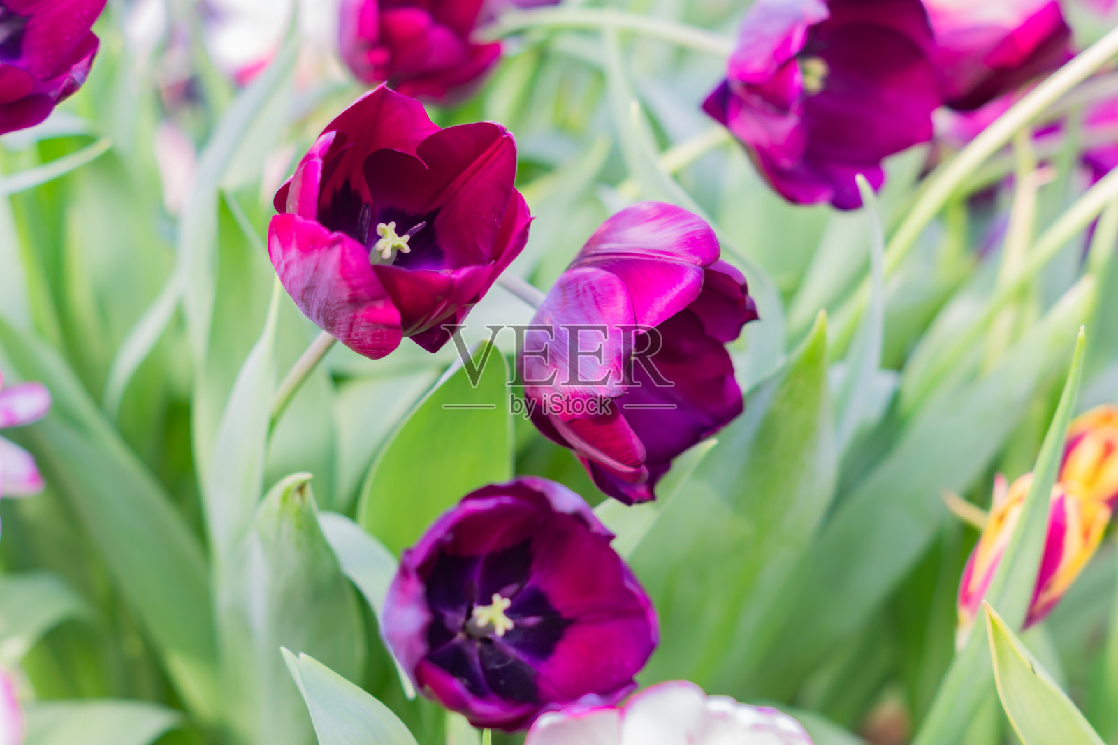 田野里盛开着五颜六色的郁金香，春天的花园里百花盛开照片摄影图片