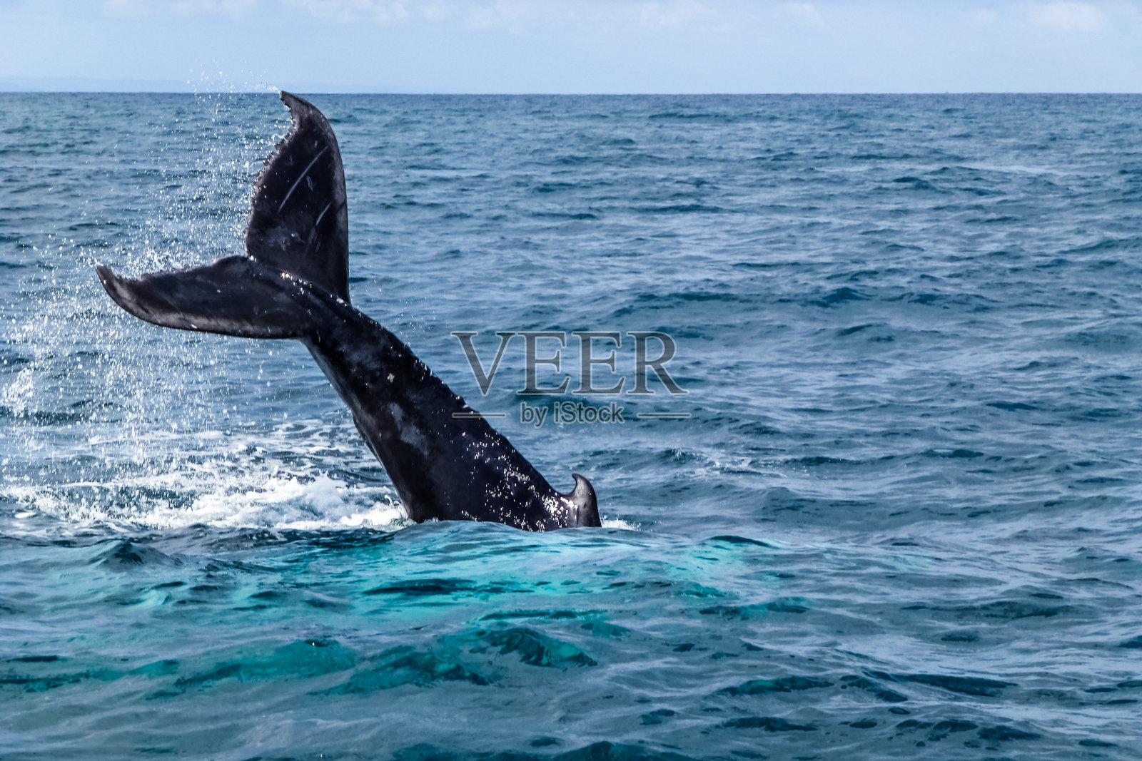 座头鲸的尾鳍发出巨大的水花照片摄影图片
