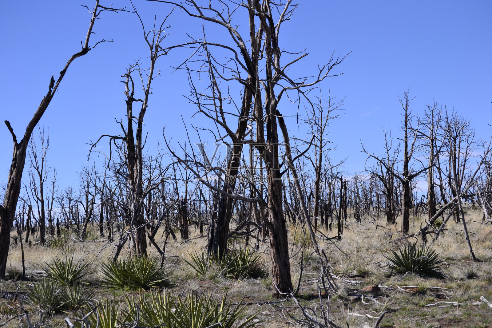 烧毁森林5照片摄影图片