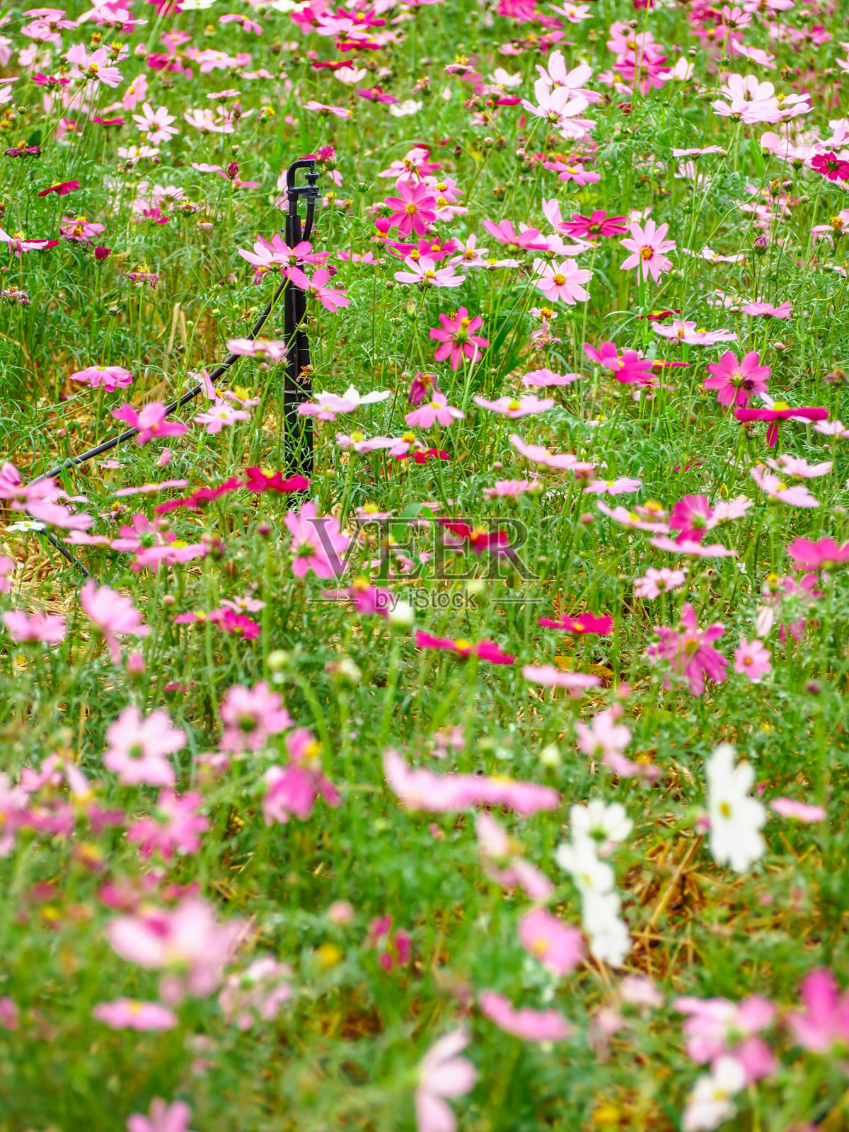 近距离观察盛开在花园里的宇宙花照片摄影图片