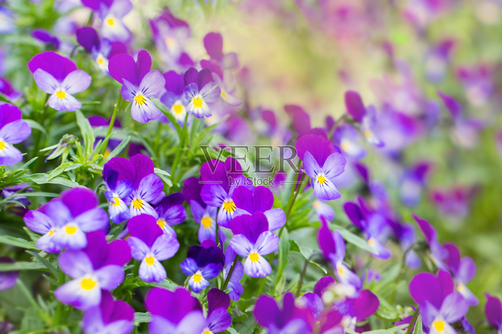 美丽的花朵夏日背景照片摄影图片