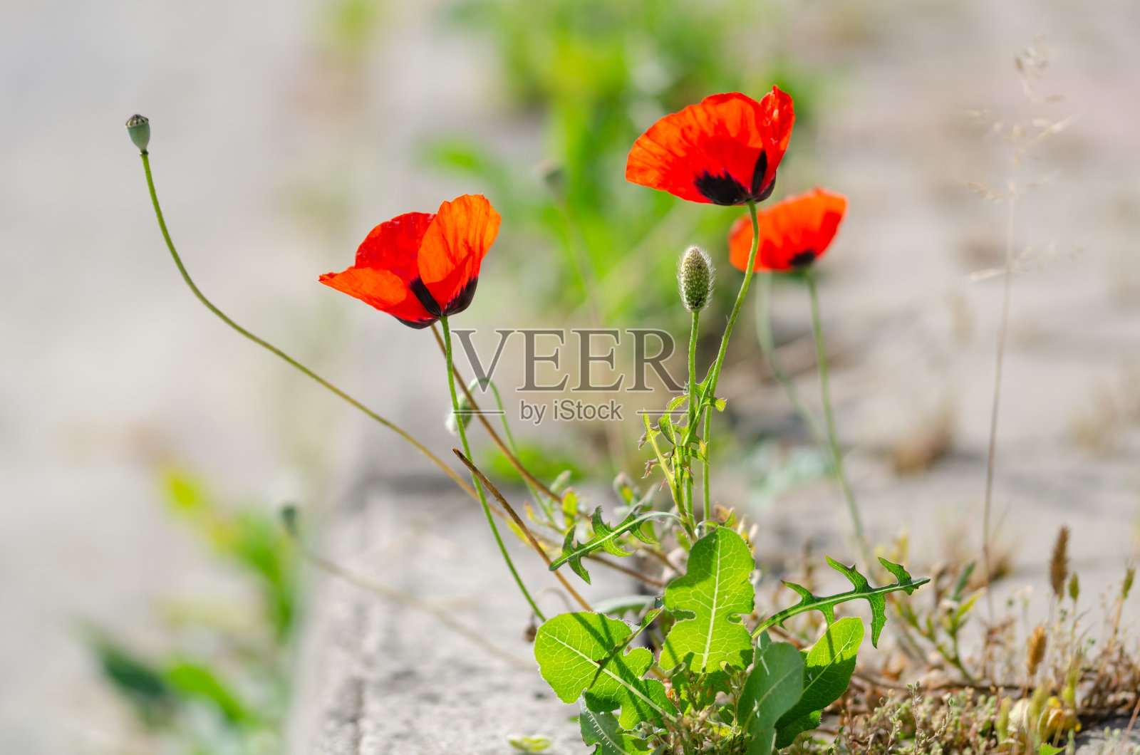 罂粟花照片摄影图片