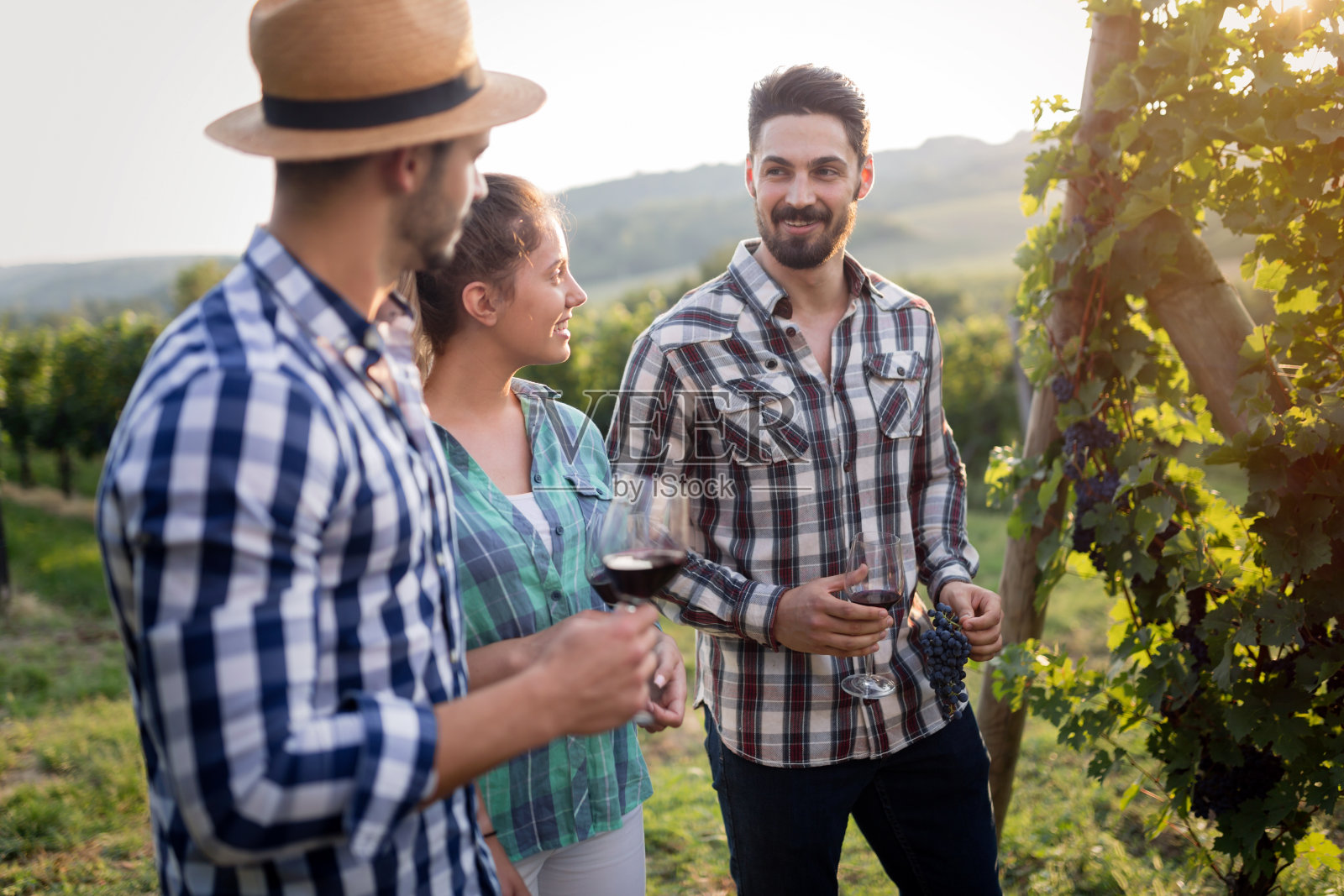 葡萄酒种植者和葡萄园里的人们照片摄影图片