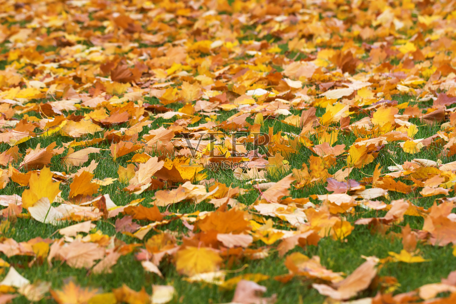 秋天，绿草上黄色的枫叶照片摄影图片