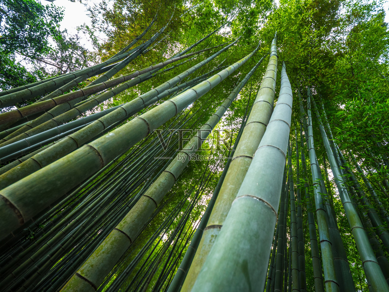 高大的竹林在日本的森林照片摄影图片