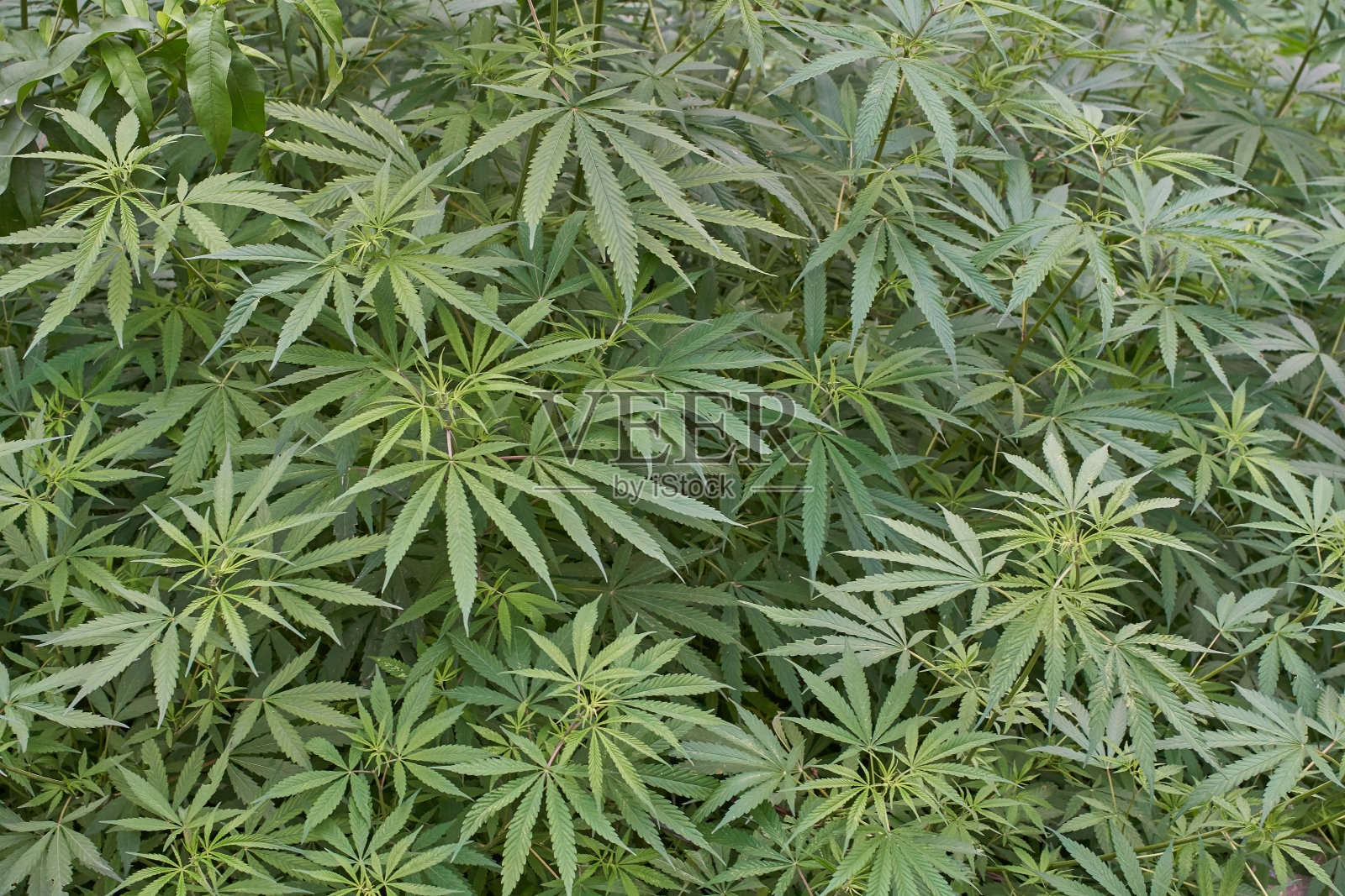 植物全帧拍摄照片摄影图片