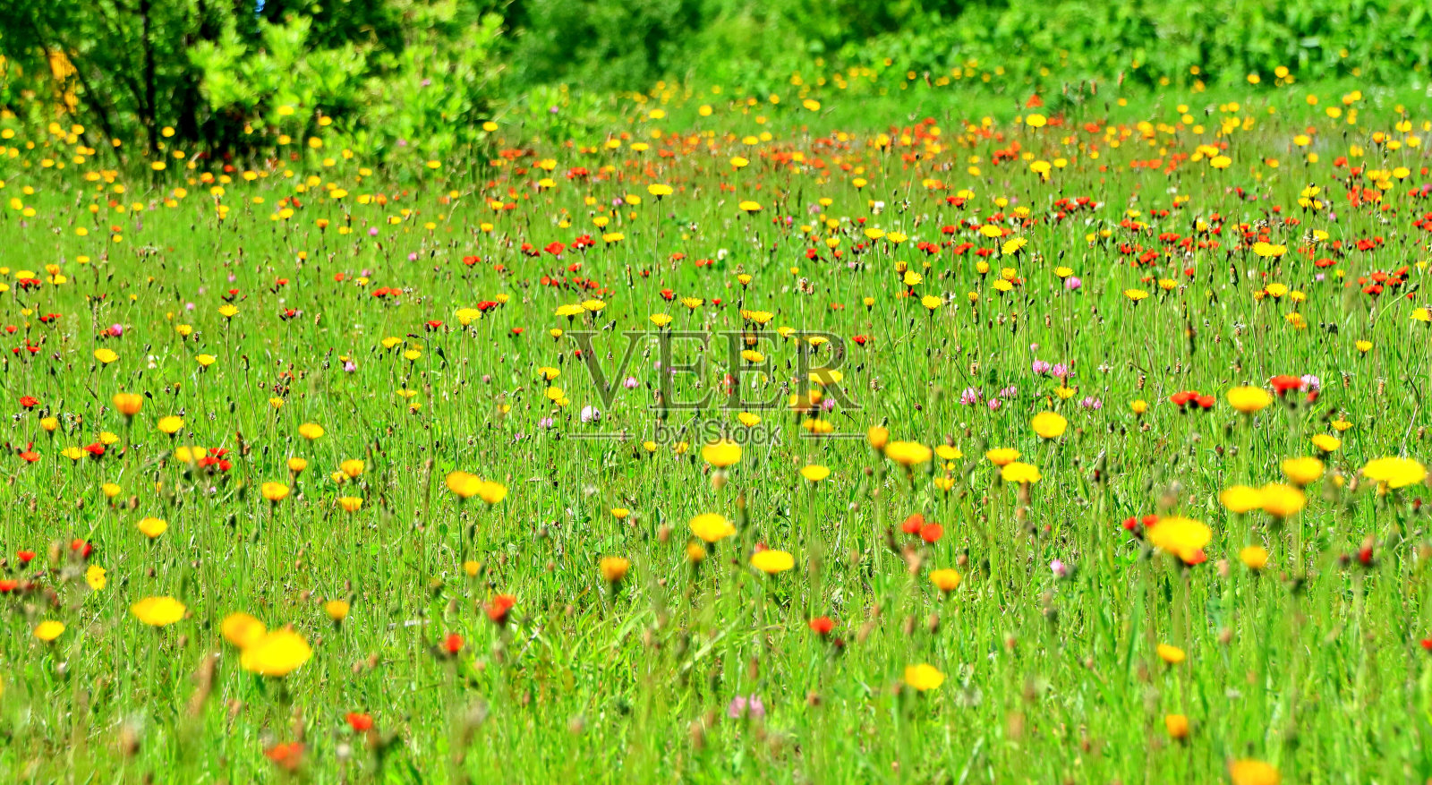 札幌市步行街花园景色照片摄影图片