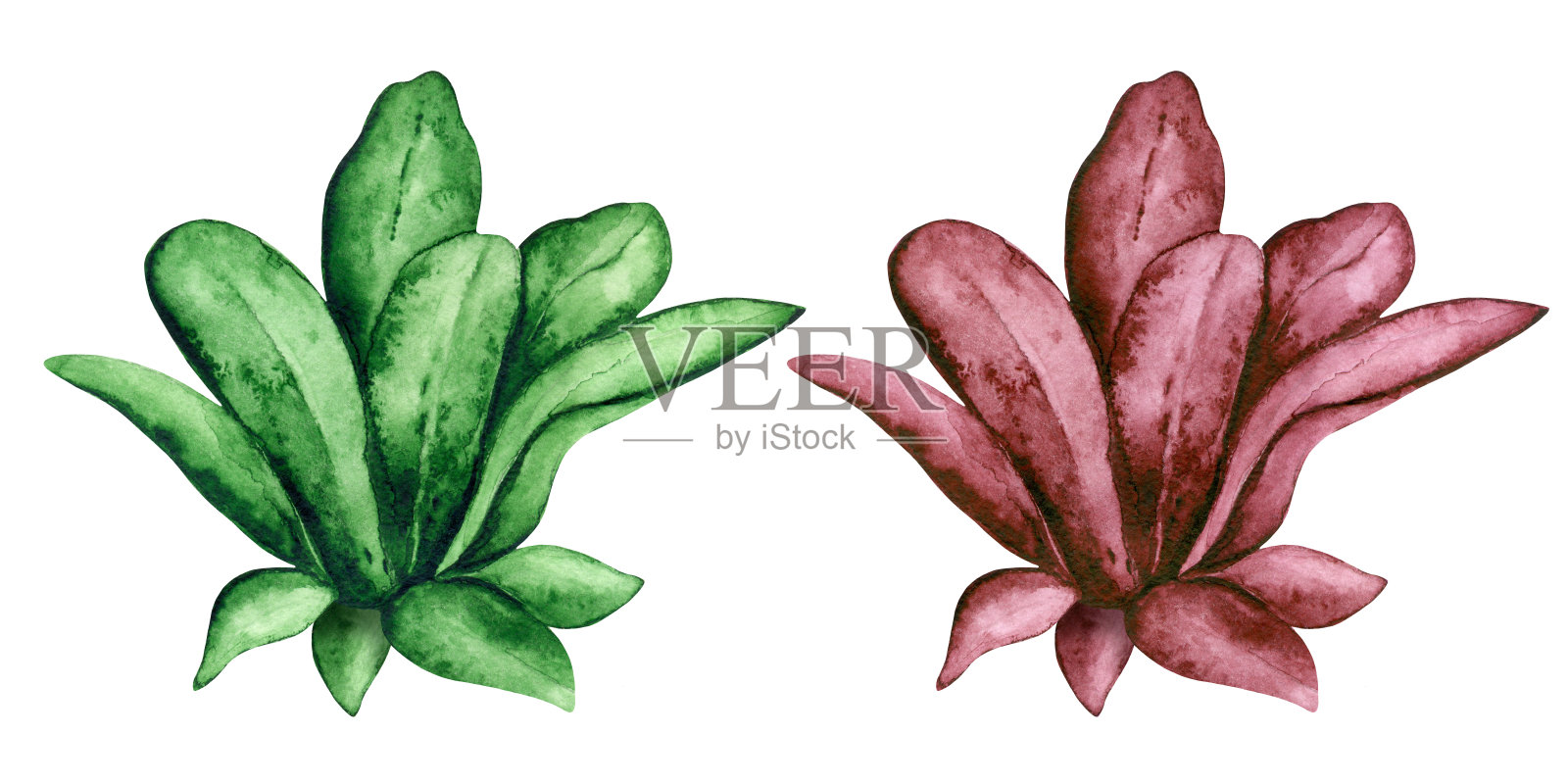 水彩海藻插画图片素材