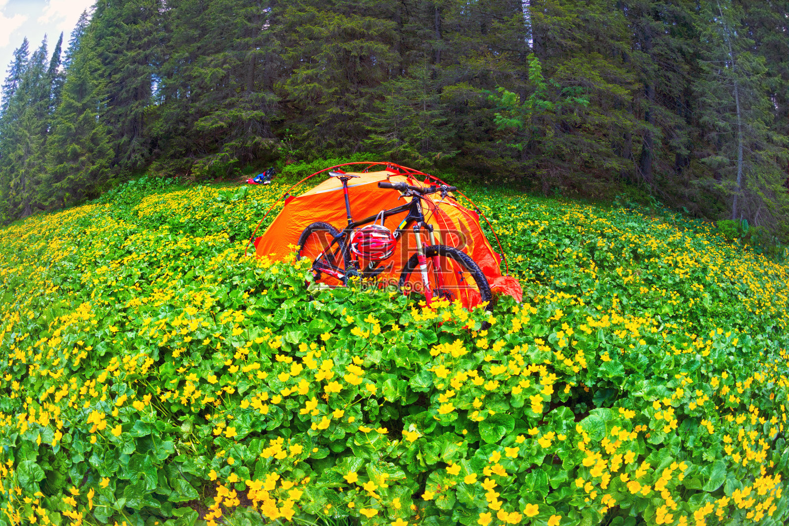 带着鲜花喀尔巴阡旅行照片摄影图片