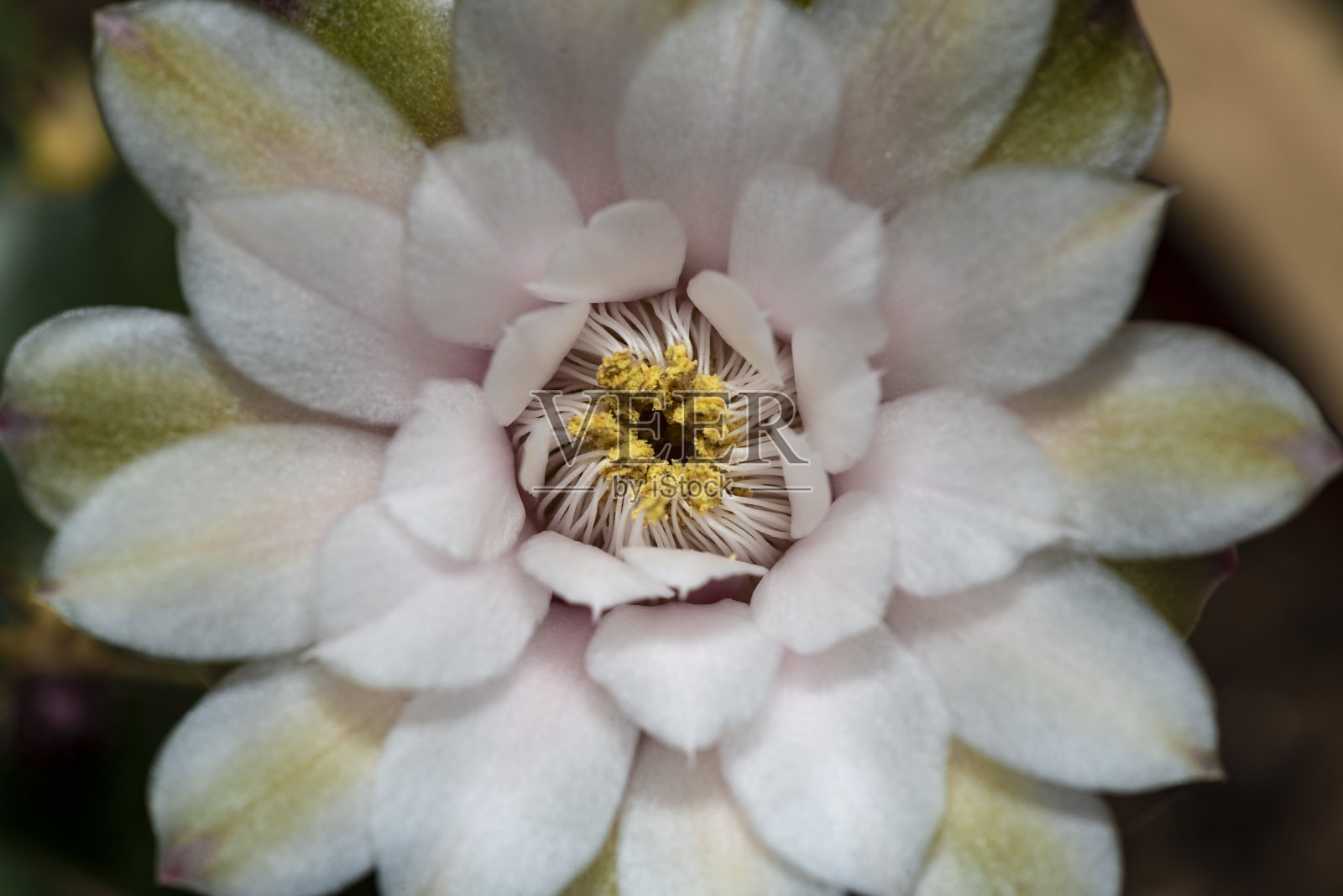 仙人掌照片摄影图片