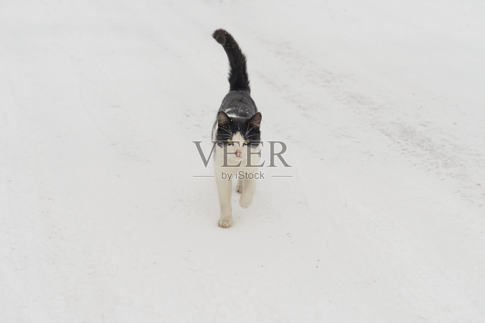 黑白相间的猫走在白雪覆盖的街道上照片摄影图片