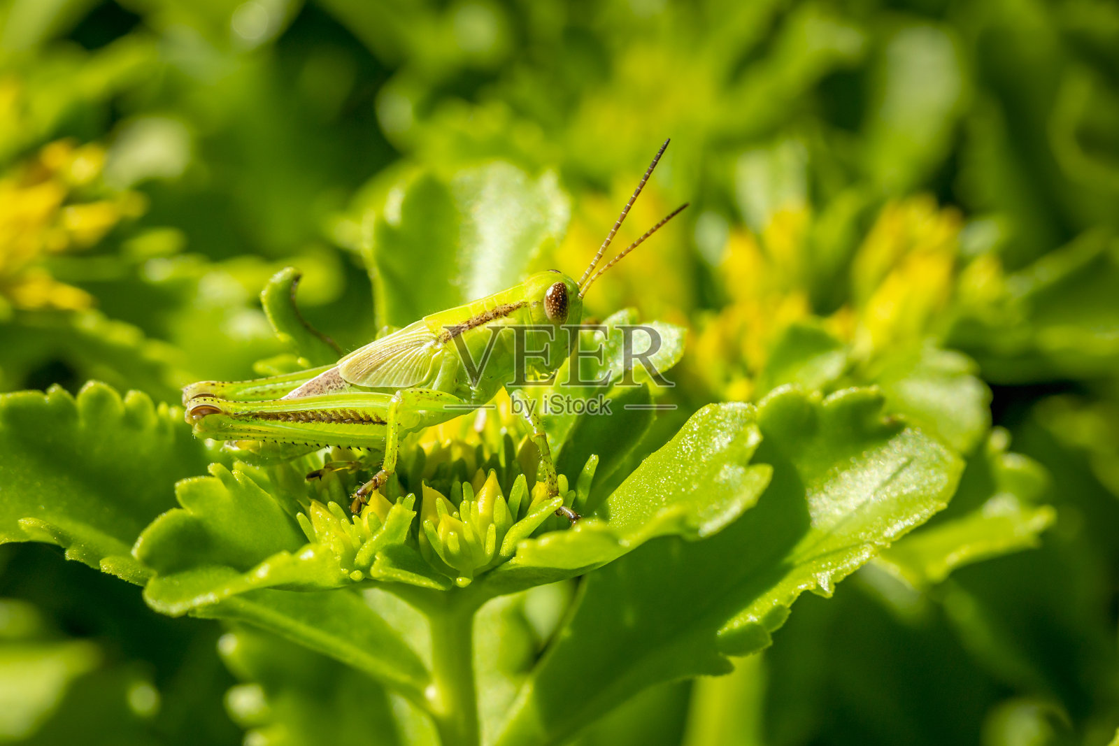 两条条纹的蚱蜢在绿色和黄色的植物上休息照片摄影图片