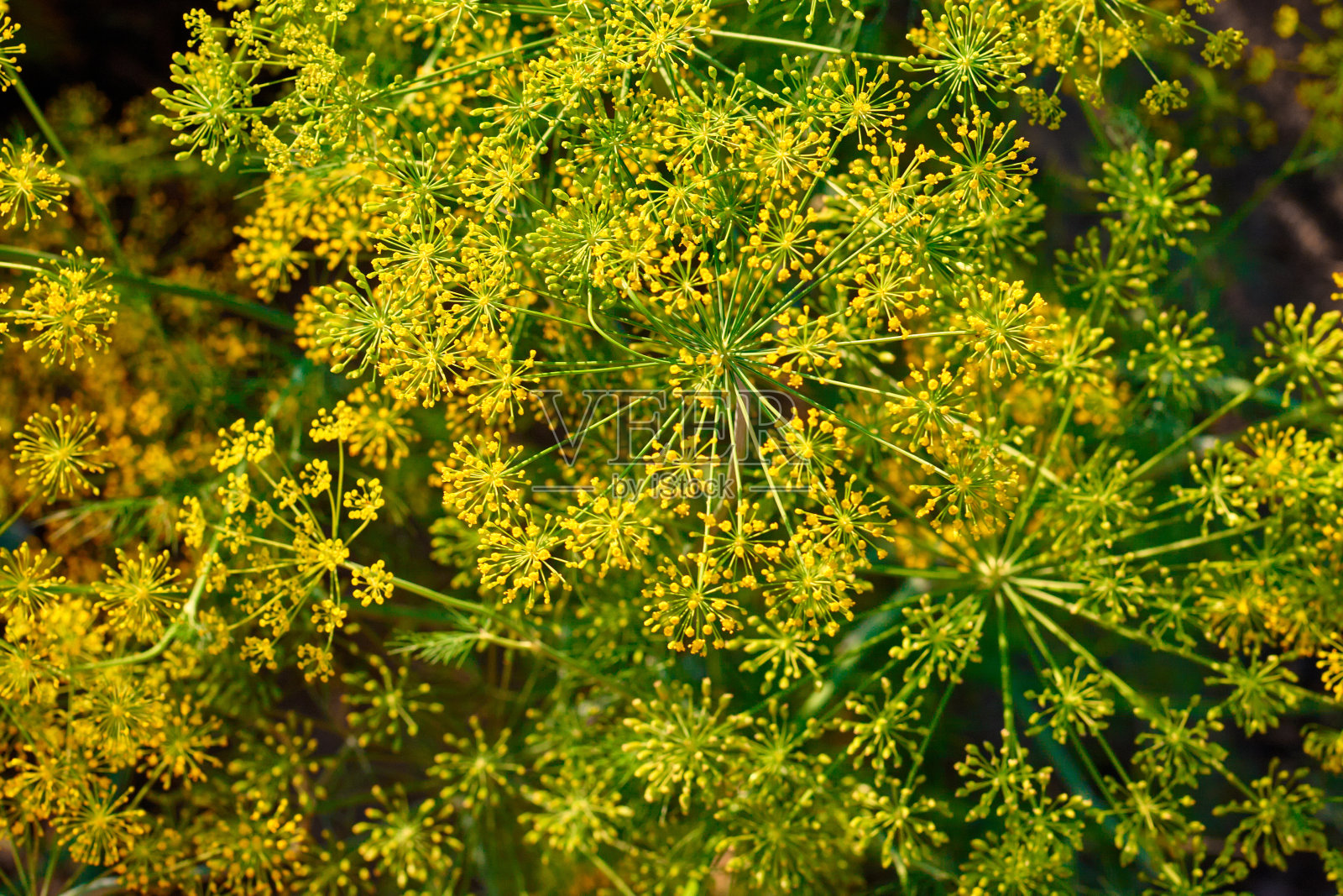 小茴香的黄色花朵闭合。田野的新鲜绿色茴香照片摄影图片
