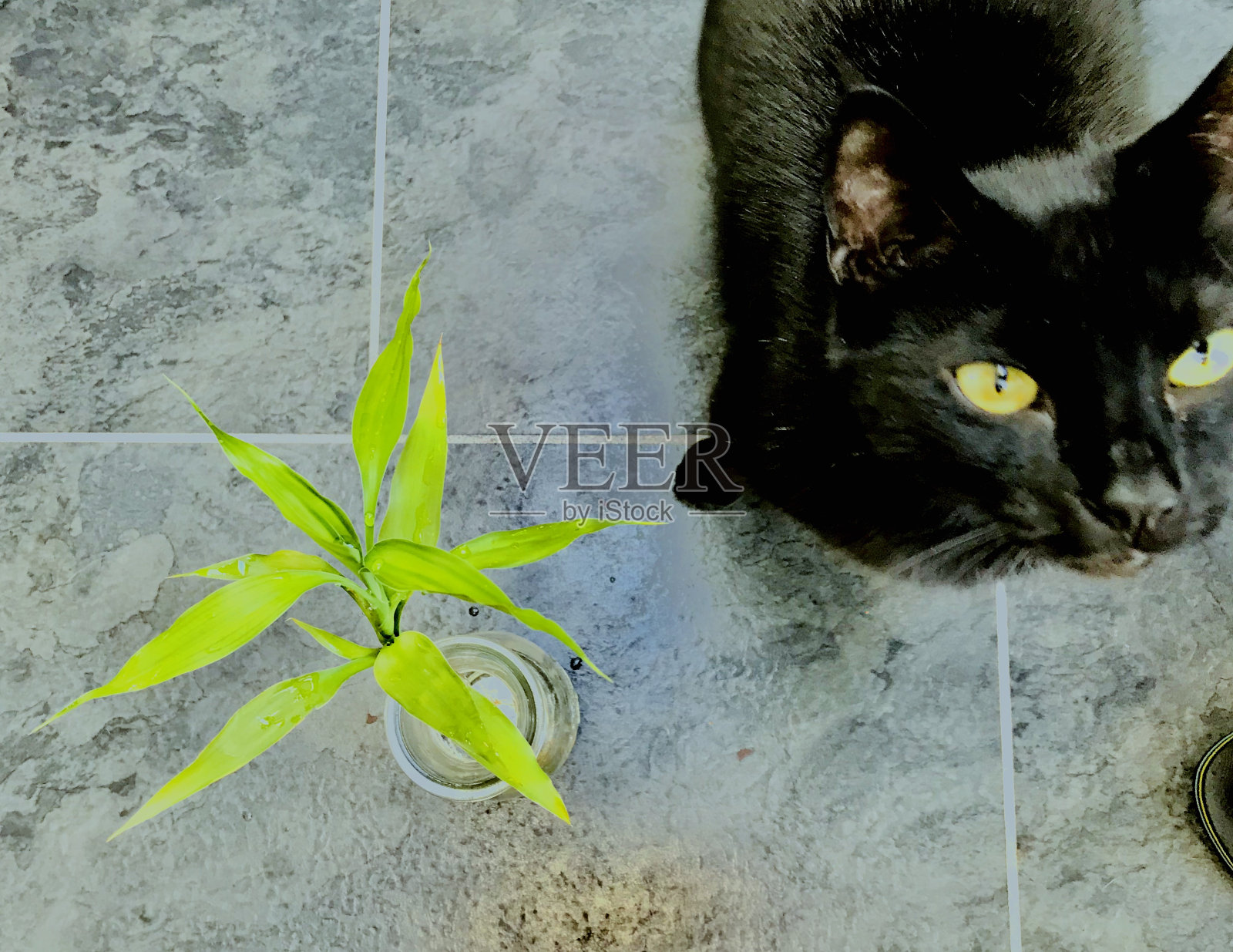 狮身人面像照片摄影图片