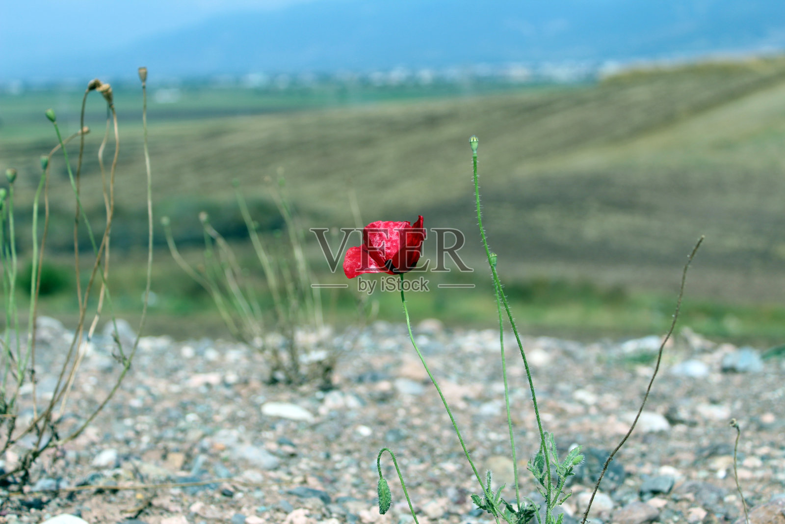木偶照片摄影图片