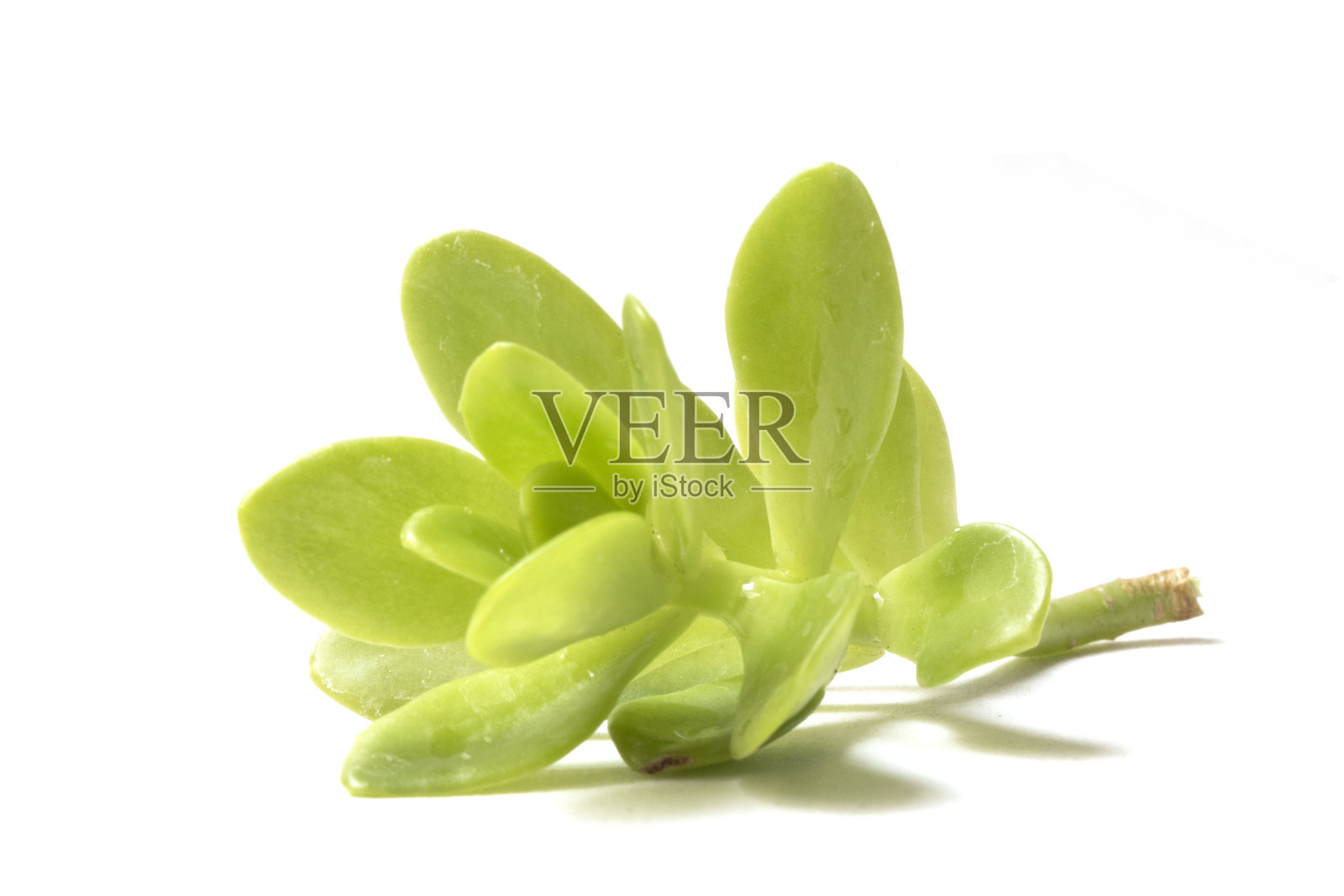 白色背景上的绿色多汁植物的特写照片摄影图片