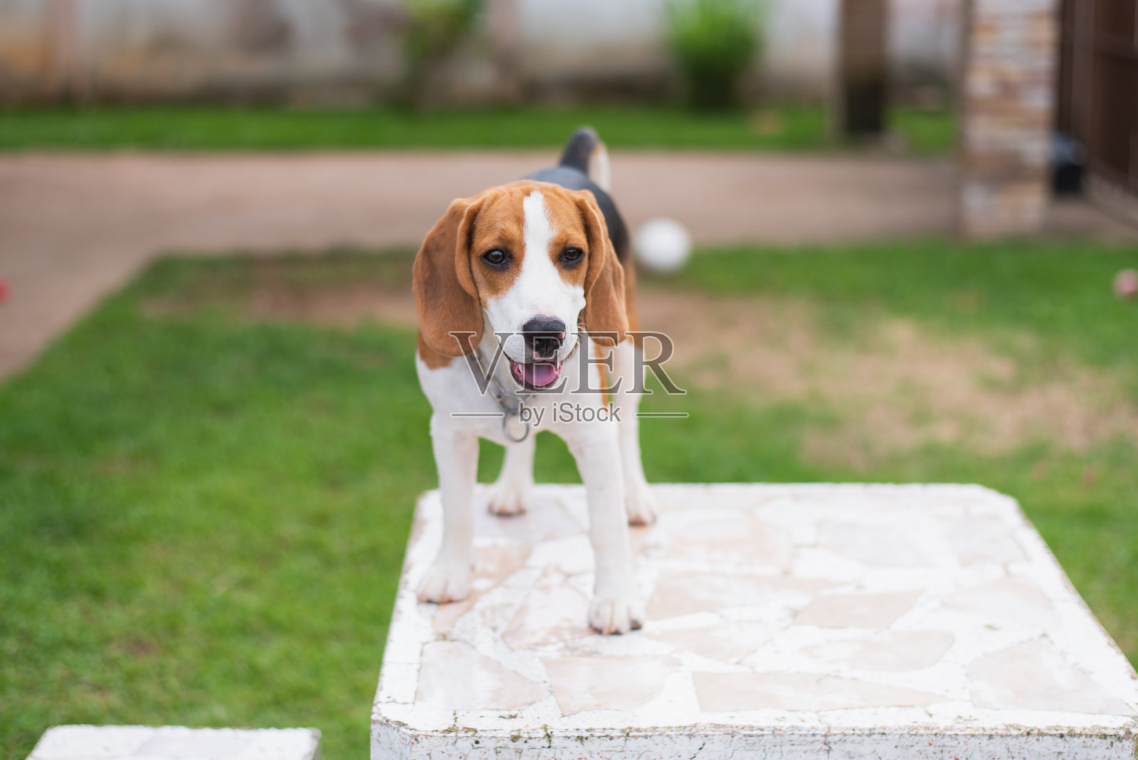 白色桌子上可爱的小猎犬照片摄影图片