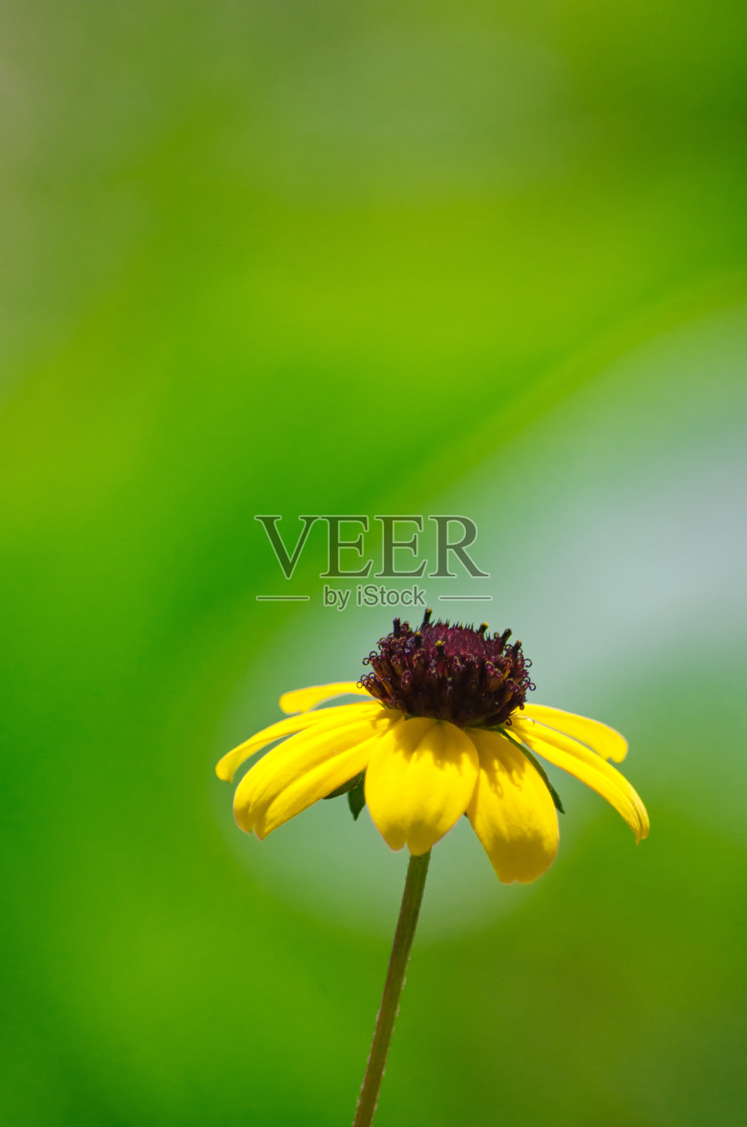 黑色眼睛的苏珊花的特写与模糊的绿色背景，垂直墙纸照片摄影图片